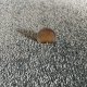 Tapis sur mesure bleu doux et résistant finition gansée