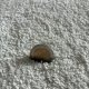 Tapis sur mesure ivoire épais et moelleux finition gansée
